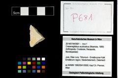 Foto (Objekt + Etikett) von Cracensigillatus acutirostrus (Moericke, 1889)  (NHMW-GEO-2014-0194-0681)